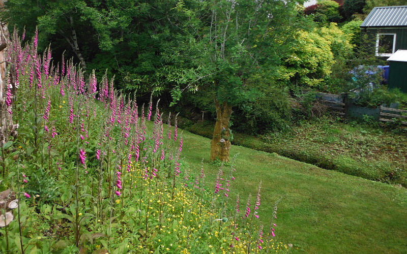  the foxgloves above the lower garden 